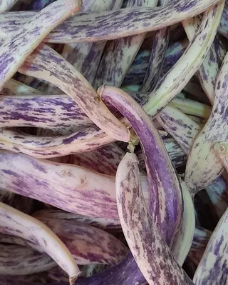 Šarena buranija 500gr