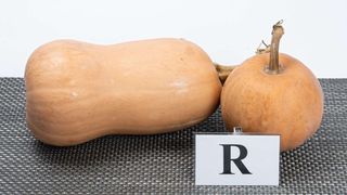 Bundeva muskatna komad