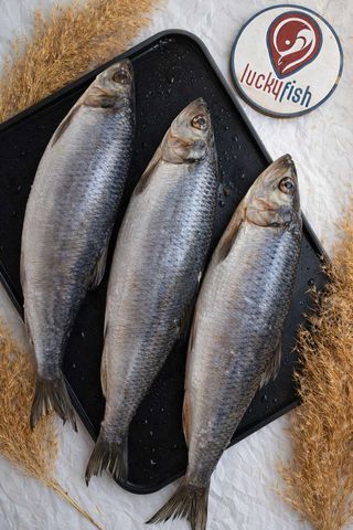 Оселедець с/м з головою 400+ (ціна за 100г)