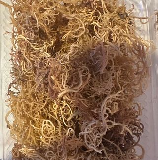 Irish Sea Moss, 1 Punnet