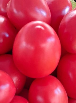 Šljivar paradajz 500g