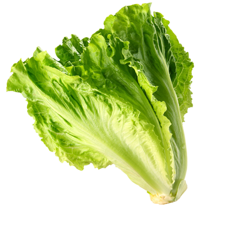 Salade Laitue