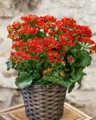 Kalansoee