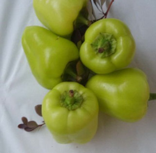 Paprike za filovanje 500gr