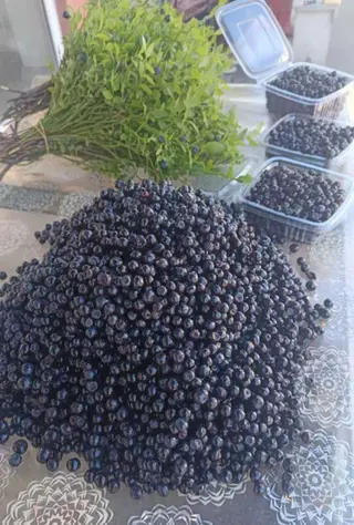 Afine negre România, 1 kg