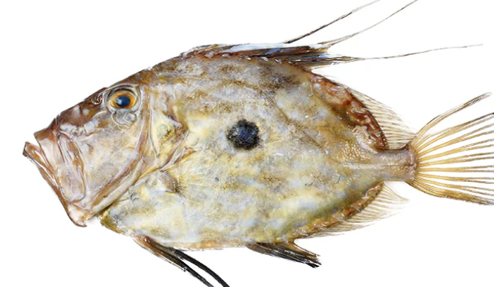 Poisson St Pierre, 1 kg