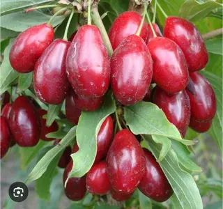Red Horns