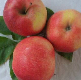 Jonagold jabuka 500gr