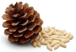 Pignon de pin