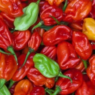 Habanero Chili Peppers, 1kg