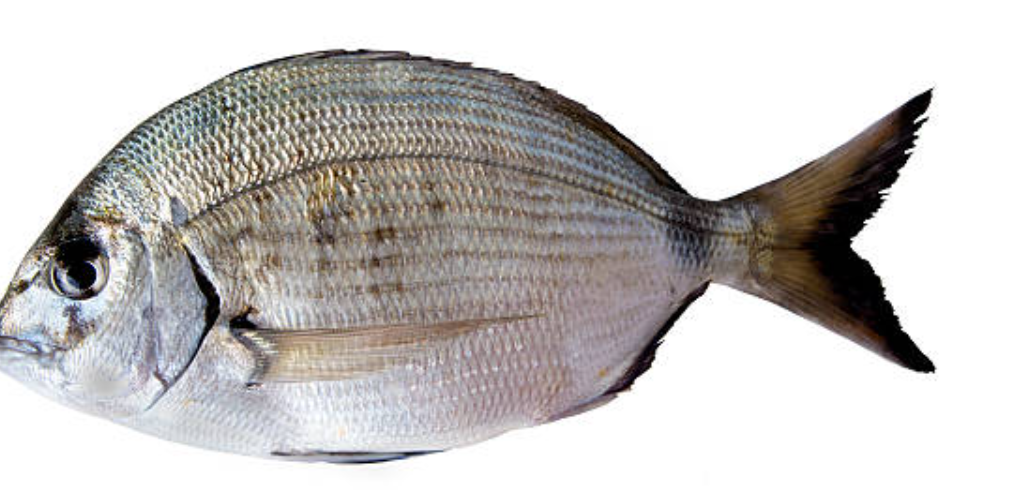 Chargho - 1 kg