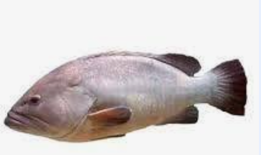 Poisson Mérou, 1,5 kg