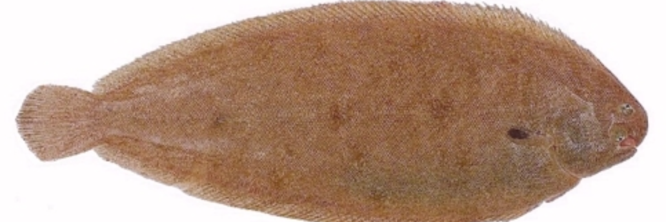 Sole délicate, 500 g