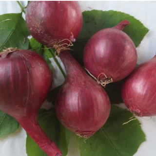 Ljubičasti luk 500gr