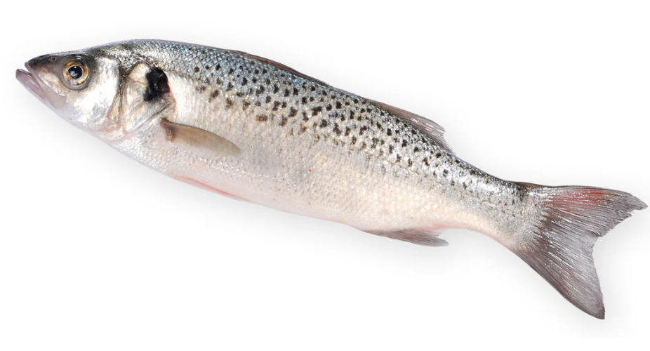 Loup de mer, 1 kg