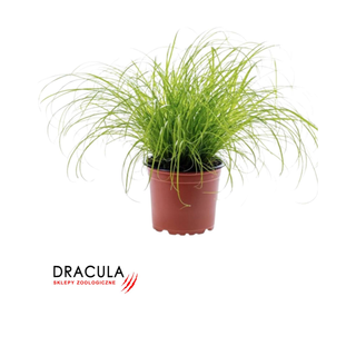 Trawa dla kota Papirus (Cyperus Zumula)