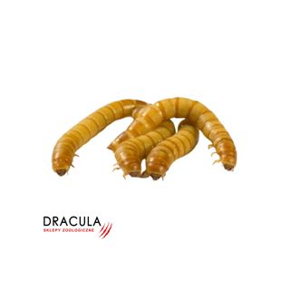 Dracula Drewnojad Sklepy Zoologiczne, 50 ml