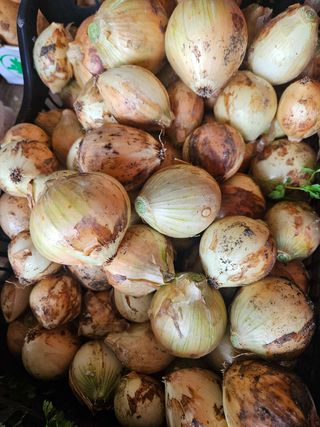 Mladi crveni luk 1 kg