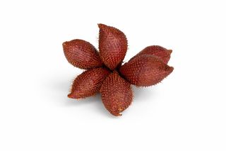 გველის ხილი /სალაკი