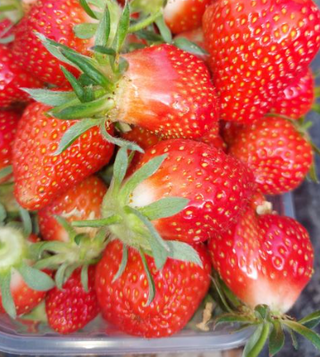 Domaća jagoda korpica