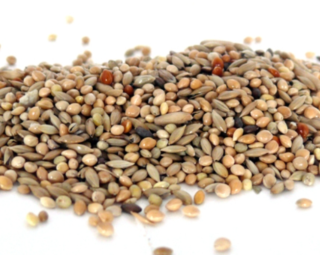 Mélange de Graines à Germer pour perruches et oiseaux Exotiques 1 kg