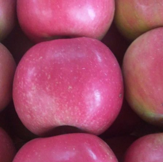 Ajdared jabuka 500gr