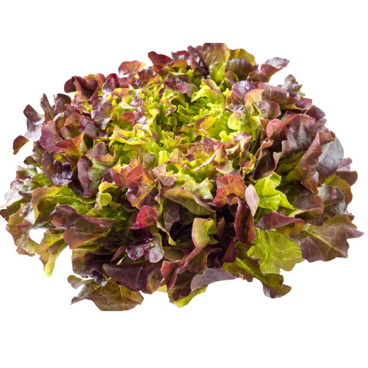 Salade frisée rouge, fraîche et croquante