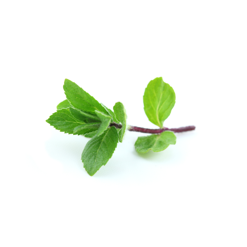 Menthe de la région de Brouj - agriculture responsable