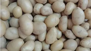 Mladi krompir beli