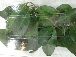 Lovorov list korpica