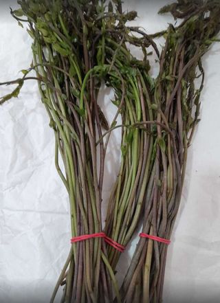 Divlje šparoge vezica