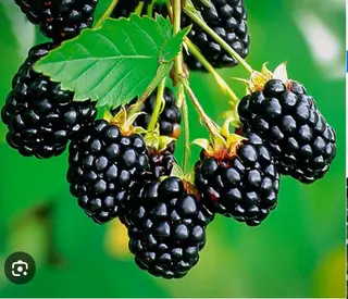 Mure negre, 1 kg