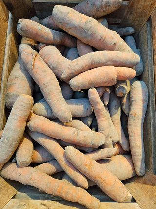 Marchew ekologiczna 1Kg