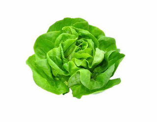 Domaća zelena salata puterica