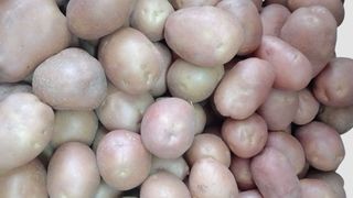 Mladi krompir rozi 0.5 kg