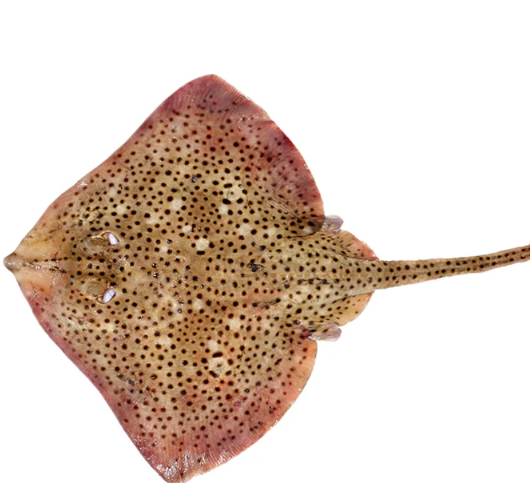Raya Fish, 1 kg