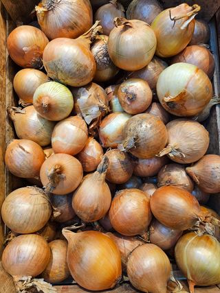 Cebula ekologiczna 1Kg