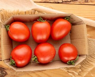 Paradajiz šeri  500mg