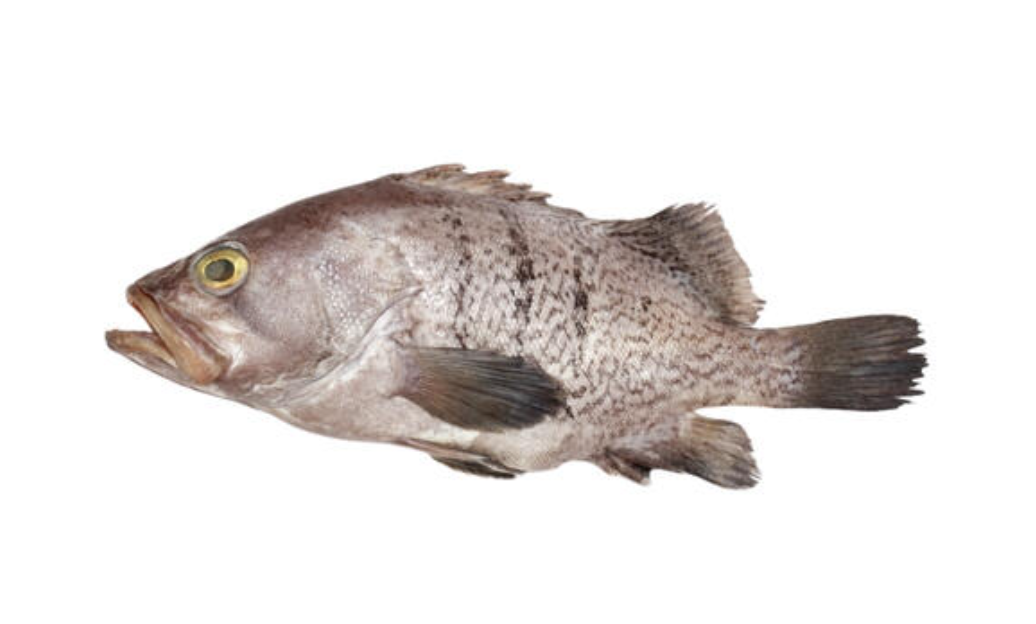 Poisson Mérou, 2 kg