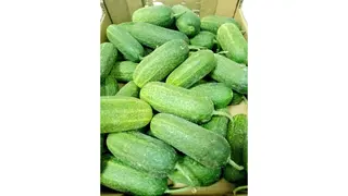 Krastavac salatar 0.5 kg